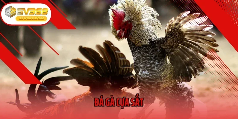 Đá Gà Cựa Sắt – Cuộc Chạm Trán Nảy Lửa Của “Chiến Kê Thép”