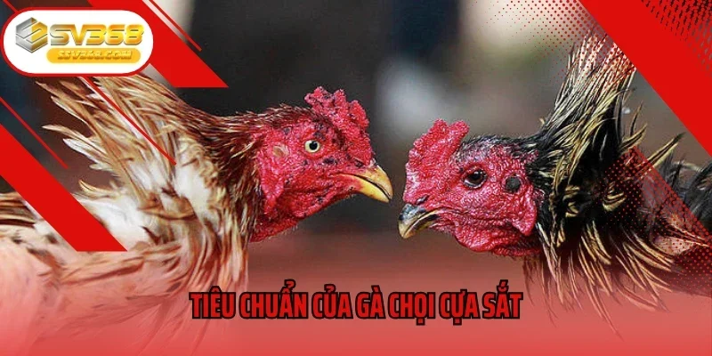 Tiêu chuẩn của gà chọi cựa sắt