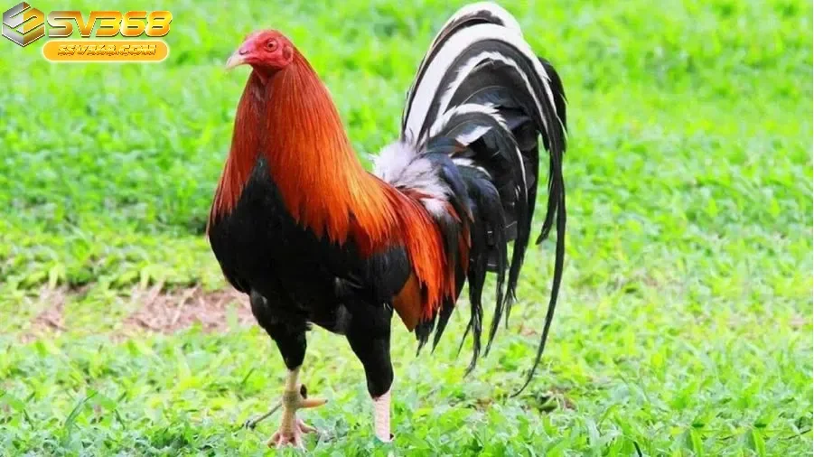 Các Giống Gà Mỹ Phổ Biến