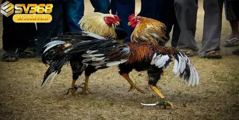 Đá Gà Peru Sv368 – Cơ Hội Sinh Lời Hấp Dẫn