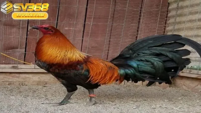 Chiến Lược Cá Cược Đá Gà Peru Sv368