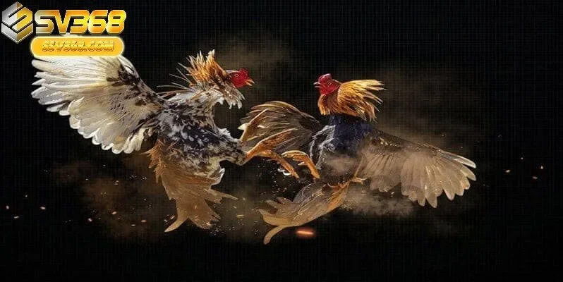 Những Điều Cơ Bản Cần Biết Đá Gà Philippines Sv368