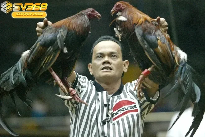 Mẹo Chọn Cược Đá Gà Philippines Sv368