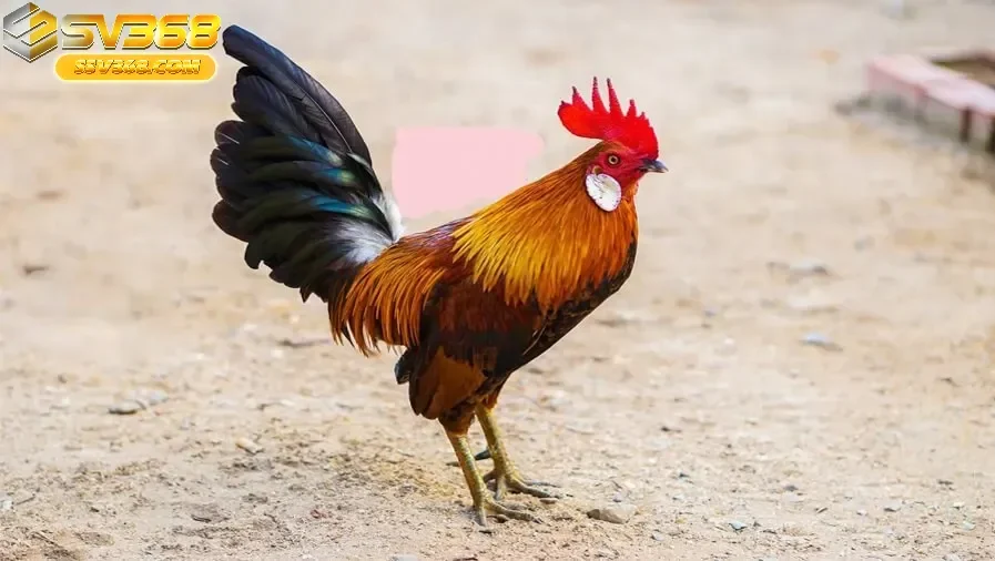 Những Ưu Thế Vượt Trội Khi Xem Đá Gà Tre Sv368