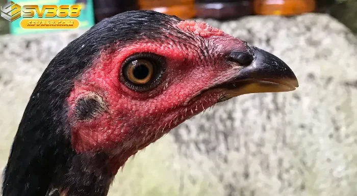 Chế Độ Dinh Dưỡng và Lưu Ý